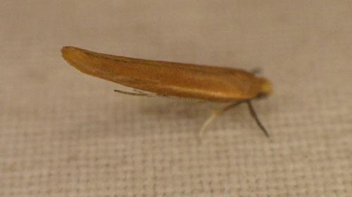 Zelleria hepariella